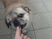 小姐姐喂狗面条,小姐姐与狗狗的温馨喂食瞬间